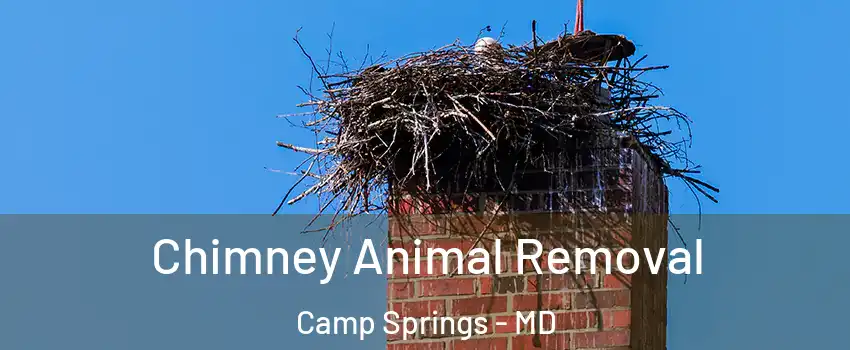  Chimney Animal Removal Camp Springs - MD