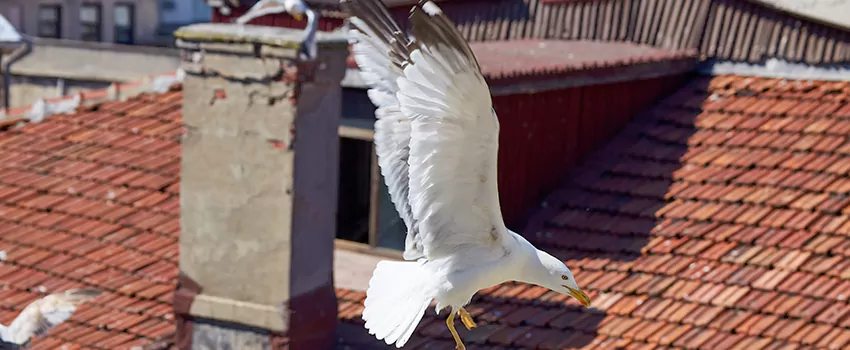 Residential Chimney Animal Removal Solution in Camp Springs, MD