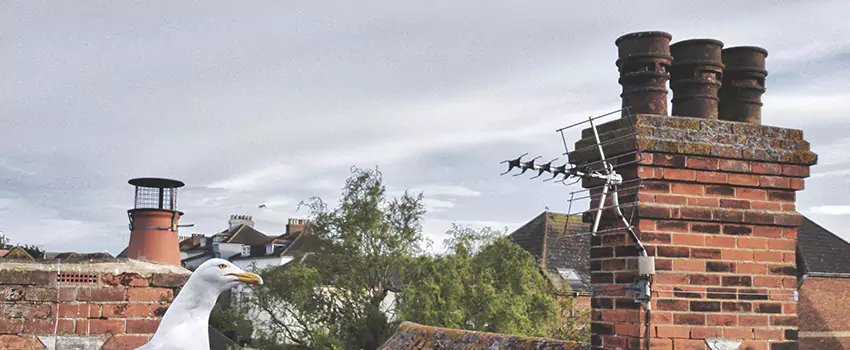 Chimney Cleaning And Restoration in Camp Springs, Maryland